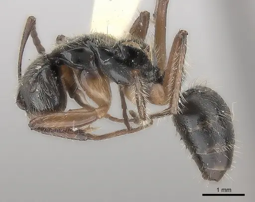 Camponotus wytsmani specimen CASENT0217717 image casent0217717_3