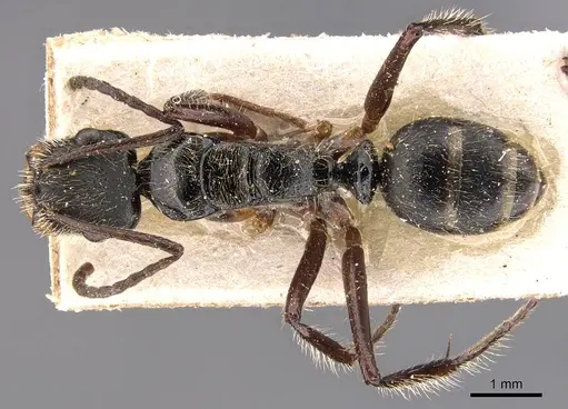 Camponotus wytsmani specimen CASENT0905524 image casent0905524_1