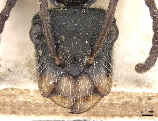 Camponotus wytsmani specimen CASENT0905524 image casent0905524_2