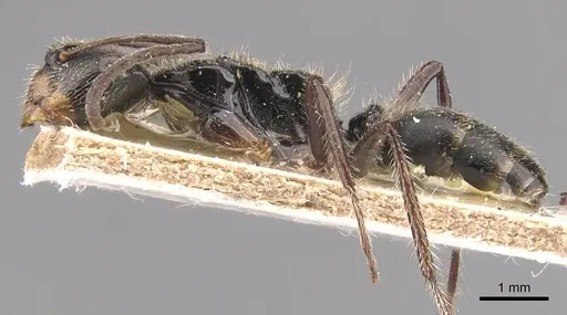 Camponotus wytsmani specimen CASENT0905524 image casent0905524_3