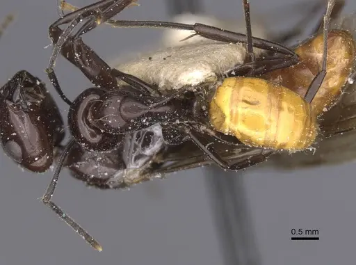 Camponotus xanthogaster specimen CASENT0912081 image casent0912081_1