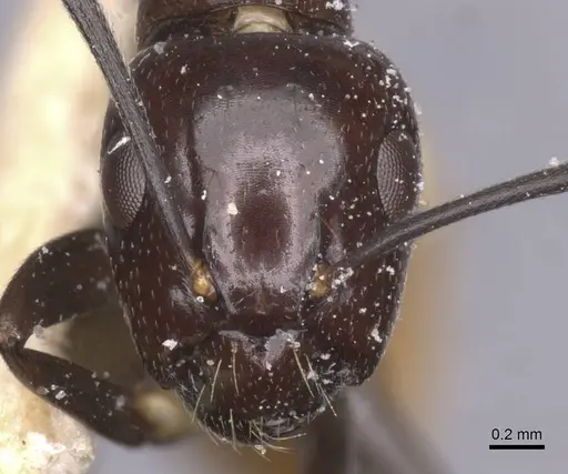 Camponotus xanthogaster specimen CASENT0912081 image casent0912081_2