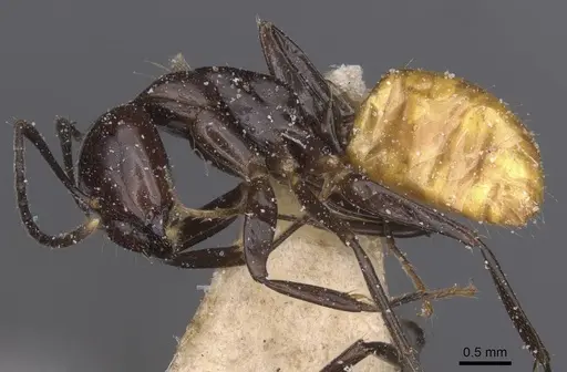 Camponotus xanthogaster specimen CASENT0912081 image casent0912081_3