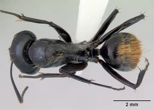 Camponotus xanthopilus specimen CASENT0172135 image casent0172135_1