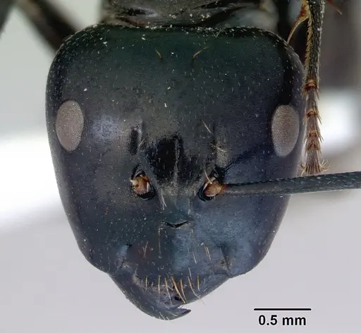 Camponotus xanthopilus specimen CASENT0172135 image casent0172135_2