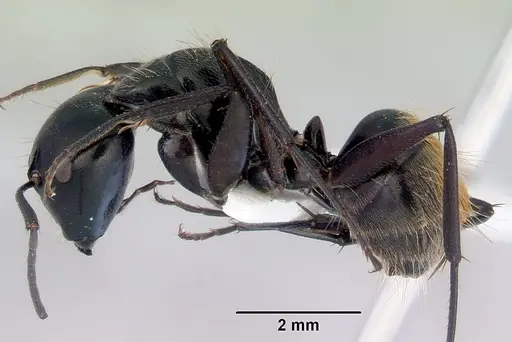 Camponotus xanthopilus specimen CASENT0172135 image casent0172135_3