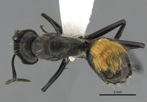 Camponotus xanthopilus specimen CASENT0280231 image casent0280231_1