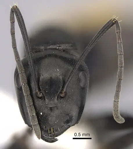 Camponotus xanthopilus specimen CASENT0280231 image casent0280231_2