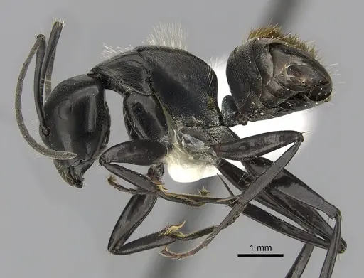 Camponotus xanthopilus specimen CASENT0280231 image casent0280231_3