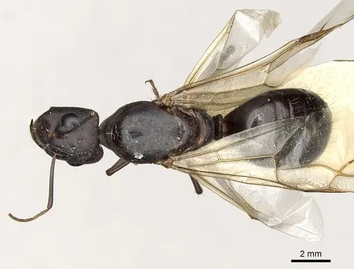 Camponotus xerxes specimen CASENT0249901 image casent0249901_1