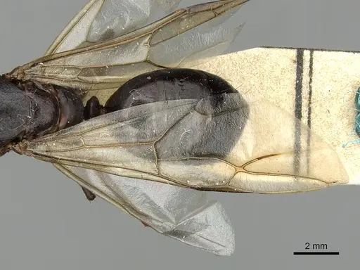 Camponotus xerxes specimen CASENT0249901 image casent0249901_2