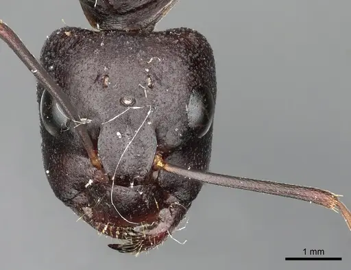 Camponotus xerxes specimen CASENT0249901 image casent0249901_3