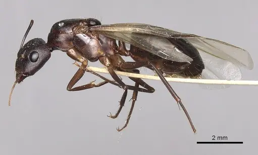 Camponotus xerxes specimen CASENT0249901 image casent0249901_4