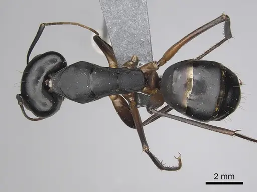 Camponotus xerxes specimen CASENT0264128 image casent0264128_1