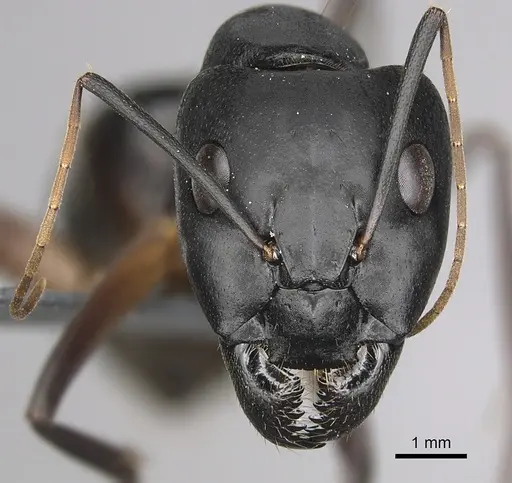 Camponotus xerxes specimen CASENT0264128 image casent0264128_2