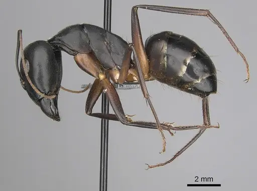 Camponotus xerxes specimen CASENT0264128 image casent0264128_3