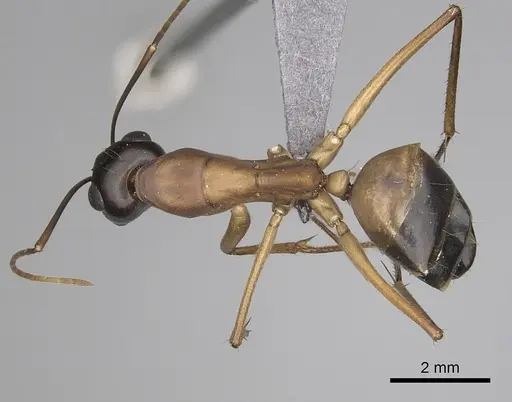 Camponotus xerxes specimen CASENT0264600 image casent0264600_1
