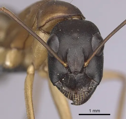 Camponotus xerxes specimen CASENT0264600 image casent0264600_2