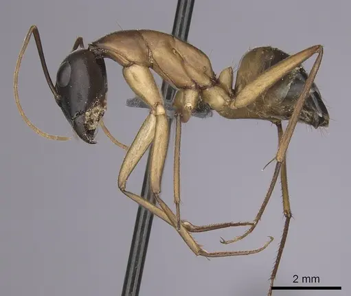 Camponotus xerxes specimen CASENT0264600 image casent0264600_3
