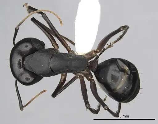 Camponotus xerxes specimen CASENT0280003 image casent0280003_1