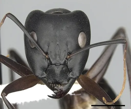Camponotus xerxes specimen CASENT0280003 image casent0280003_2