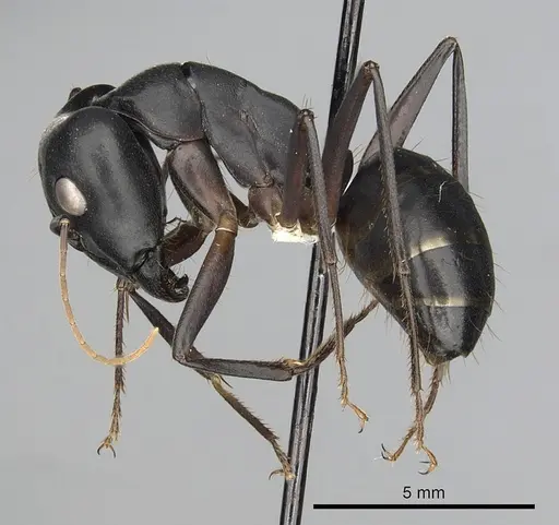 Camponotus xerxes specimen CASENT0280003 image casent0280003_3