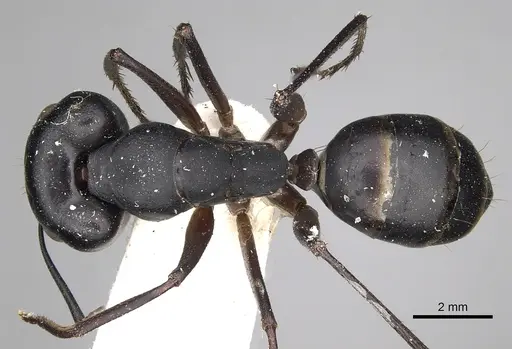 Camponotus xerxes specimen CASENT0280613 image casent0280613_1