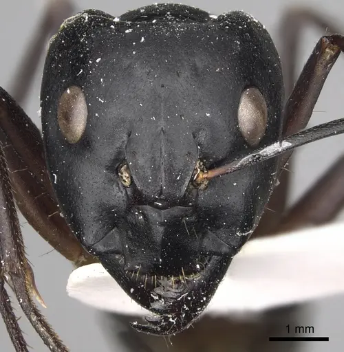 Camponotus xerxes specimen CASENT0280613 image casent0280613_2