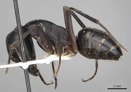 Camponotus xerxes specimen CASENT0280613 image casent0280613_3