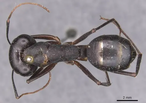 Camponotus xerxes specimen CASENT0905292 image casent0905292_1