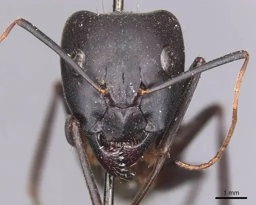 Camponotus xerxes specimen CASENT0905292 image casent0905292_2