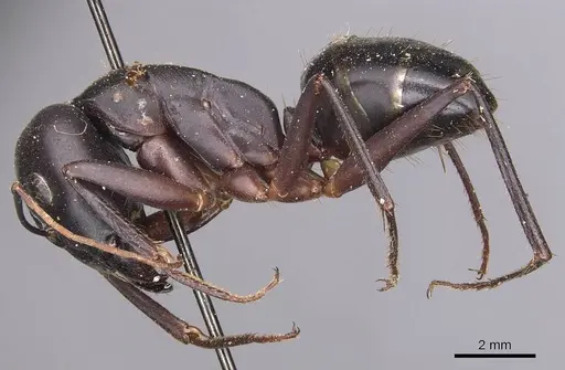 Camponotus xerxes specimen CASENT0905292 image casent0905292_3