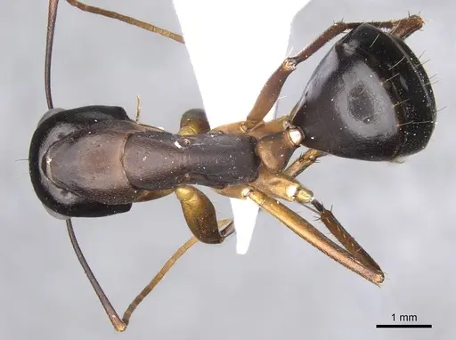 Camponotus xerxes specimen CASENT0910246 image casent0910246_1