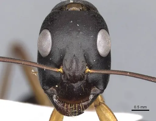Camponotus xerxes specimen CASENT0910246 image casent0910246_2