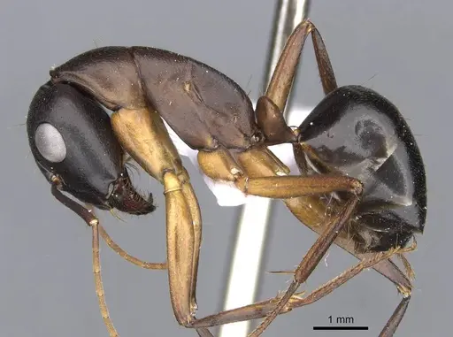 Camponotus xerxes specimen CASENT0910246 image casent0910246_3