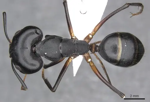 Camponotus xerxes specimen CDA000114 image cda000114_1