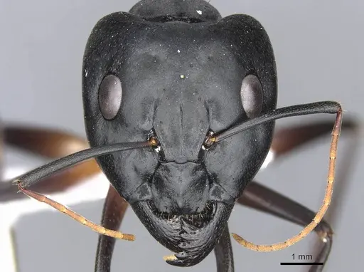 Camponotus xerxes specimen CDA000114 image cda000114_2