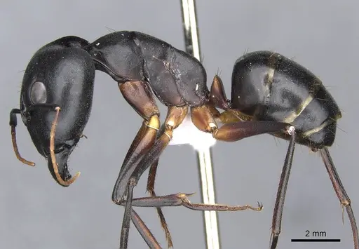 Camponotus xerxes specimen CDA000114 image cda000114_3