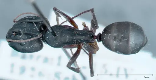 Camponotus xerxes specimen FOCOL0125 image focol0125_1