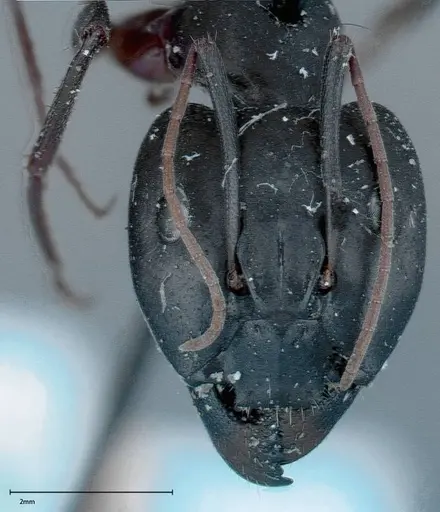Camponotus xerxes specimen FOCOL0125 image focol0125_2