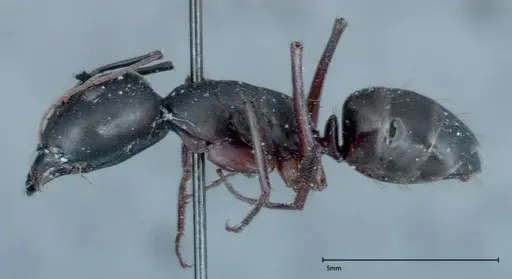Camponotus xerxes specimen FOCOL0125 image focol0125_3