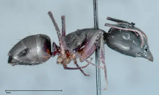 Camponotus xerxes specimen FOCOL0125 image focol0125_4