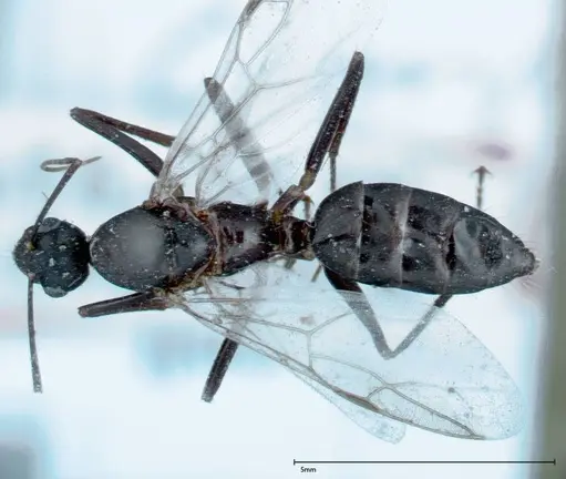 Camponotus xerxes specimen FOCOL0126 image focol0126_1