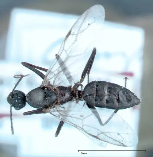 Camponotus xerxes specimen FOCOL0126 image focol0126_2
