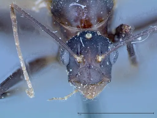 Camponotus xerxes specimen FOCOL0126 image focol0126_3