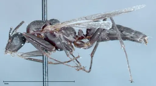 Camponotus xerxes specimen FOCOL0126 image focol0126_4