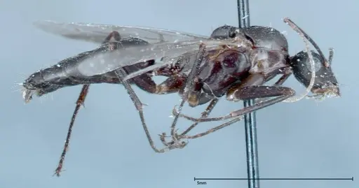 Camponotus xerxes specimen FOCOL0126 image focol0126_5