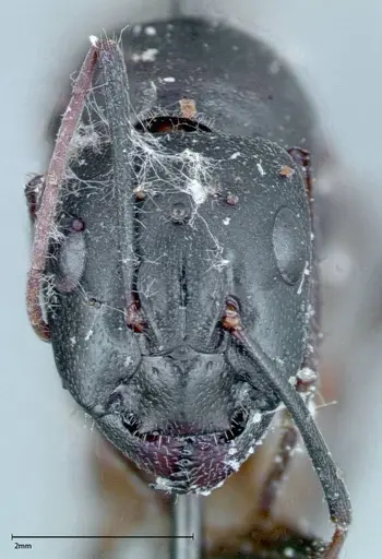 Camponotus xerxes specimen FOCOL0127 image focol0127_1