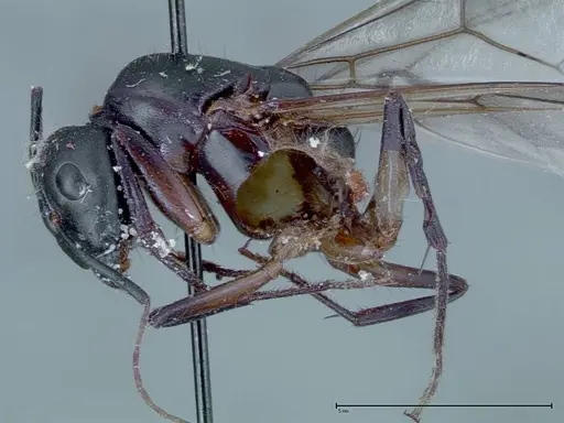 Camponotus xerxes specimen FOCOL0127 image focol0127_2