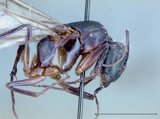 Camponotus xerxes specimen FOCOL0127 image focol0127_3